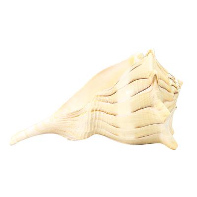 China China 15-18cm pure natural conch shell with home decoration art collection natural shell wedding ornaments for sale