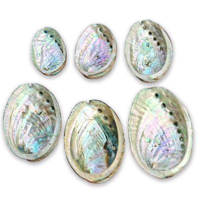 China Natural Raw Abalone Shell Crafts Smoked Decor from China Abalone Shell Wholesale High Quality Material 9~14cm for sale