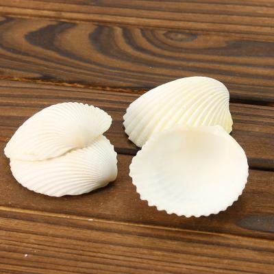 China China Wholesale Natural White Scallop Clam Seashell Nautical Collect Natural Craft Shell for Decoration Wedding Home Decor for sale