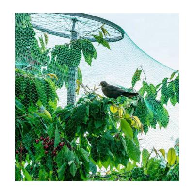 China HDPE Factory Direct Sales Nylon and HDPE Durable Plastic Bird Netting for Farm Anti-bird for sale