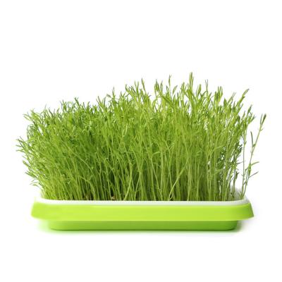 China Large Capacity Amazon Garden Seed 34x25x12cm Eco Material Healthy Wheat Grass Cultivator Plastic Sprout Tray With Lid for sale