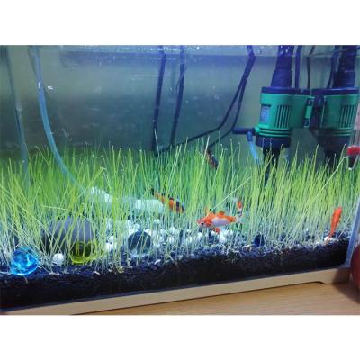 China Fish Tank Landscape Decoration Decor Nature Mini Left Seeds Viable Aquarium for sale