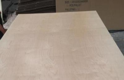 China White Birch UV Coated Plywood Poplar / Eucalyptus Core Type 2.5 - 20mm Thickness for sale