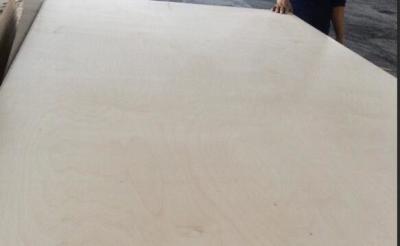 China 1220*2440mm White Birch Plywood , thickness 2.5-25mm , Furniture Grade, Poplar/Eucalyptus Core for sale