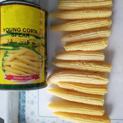 China Canned 2021 Hot Selling Chinese Factory Made Delicious 400g 425g Canned Baby Beans In Tin for sale