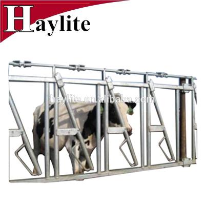 China Livestock Cattle Panel Equipment Dairy Cow Strength Collar For Sale 8' for sale