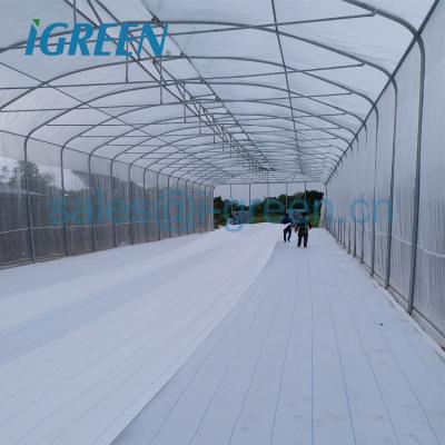 China Single-Span Agricultural Greenhouse with 9m Span Width in Umbrella Shape Structure for sale