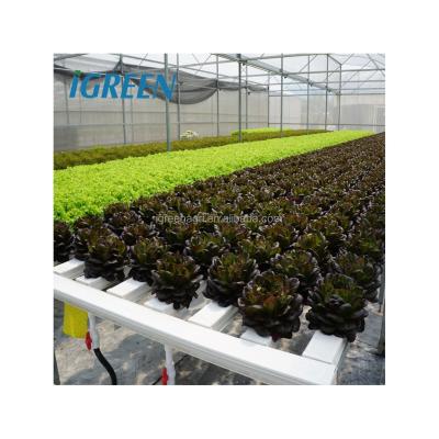 China IG-HS Film Cover Commercieel NFT Single Hydroponics System Duurzaam Te koop