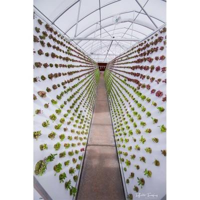 China Green Film Type Hydroponic Vertical Growing Systems for 3.3-5m Roof Height by IGreen for sale