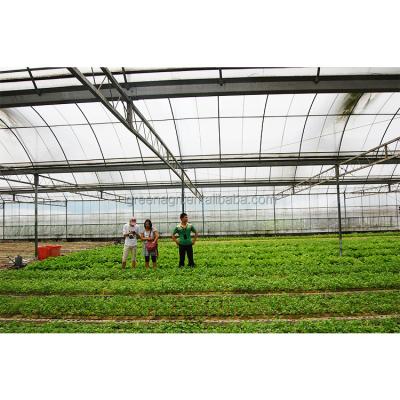 China PE-Tomaten-Gewächshaus-Kunststoff-Bedeckung für den Anbau von Grünhaus- und Gemüsesorten mit großer Ausdehnung zu verkaufen