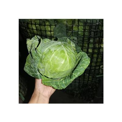 China Good Sale High Quality Fresh Price New Season Chinese Fresh Cabbage for sale