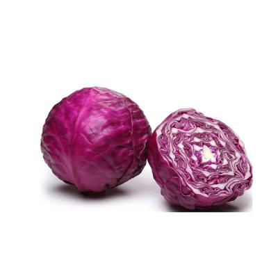 China Chinese fresh new season fresh purple cabbage for wholesale purple cabbage for sale