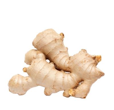 China Fresh Fresh Dried Ginger Buy Dried Ginger Buyers For Wholesale China Ginger For Sale Cheap Price for sale