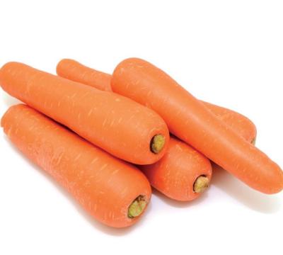 China Newest Carrot Fresh Fresh Organic Carrot Crop in Carton S M L Professional Export Fresh Carrot for sale