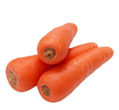 China High quality high vitamin carrot fresh organic carrots in carton S M L professional export fresh carrot for sale