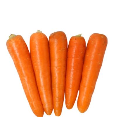 China Newest High Quality Fresh Cultured Cheap Carrot Vitamin Frozen Carrot In Carton Supplier Fresh Carrots for sale