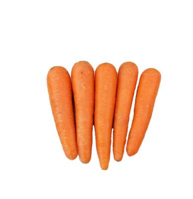 China Cheap Price High Vitamin Fresh Organic Carrot Carrots In Carton S M L Professional Export Fresh Carrot for sale