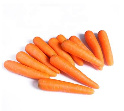 China New High Quality Organic Red High Cultivation Organic Carrot Vitamin Baby Carrots Wholesale China Wholesale for sale