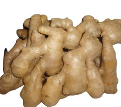 China Wholesale Cheap Price Dried Ginger High Quality Fresh Ginger Cultivated Ginger Trade Assurance Fresh New for sale