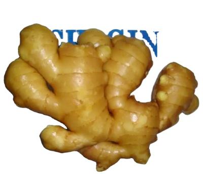 China Fresh Ginger Good Quality 4KGS PVC Packing Ginger for sale