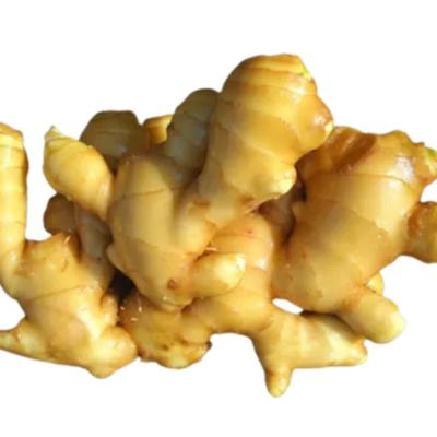 China High Quality Fresh Dried Fresh Ginger Market Price Per Ton Wholesale Ginger for sale