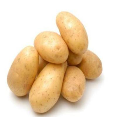 China Newest quality export crop fresh organic mesh bag fresh potatoes sweet potato for sale