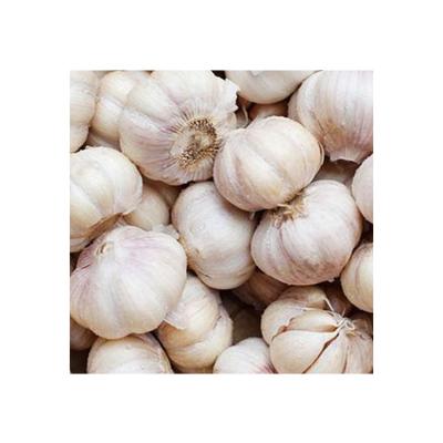 China Promotion Fresh Professional Price Manufacturing Fresh Garlic Mesh Bag Packing Natural Pure White Red Garlic for sale