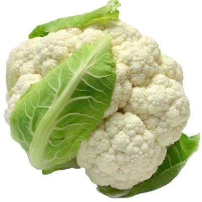 China China direct export cheap price factory supply fresh cauliflower for sale