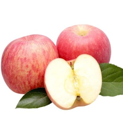 China Nutrition manufacturers direct selling fresh fruit Fuji Chinese red apple for sale