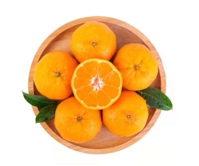 China Factory fresh high quality cheap hot sale natural sweet tangerine sweet tangerine sour and juicy for sale