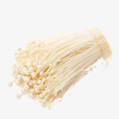 China China manufacturer factory price 100%nature cool and delicious fresh enoki mushroom for sale