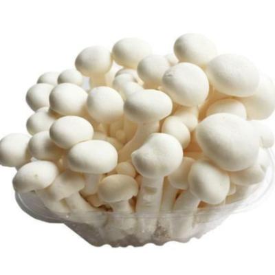 China Fresh and delicious high quality finest price shimeji mushroom fresh spawn for sale for sale