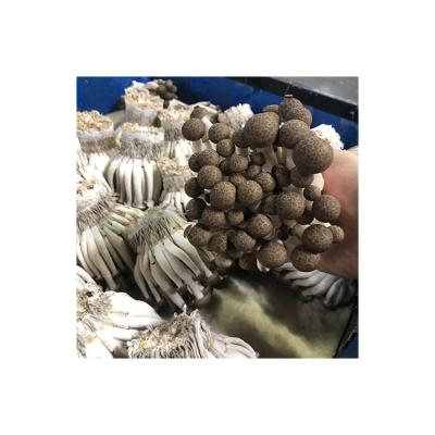 China Wholesale high quality hot sale fresh and delicious fresh crab mushroom for sale