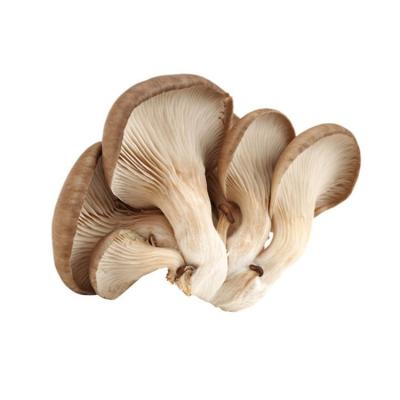 China High quality fresh and delicious 100% nature oyster mushroom for sale