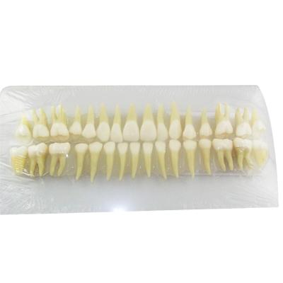 China Durable 32 teeth 2.5 times Individual teeth model for anatomical demonstration and carving for sale