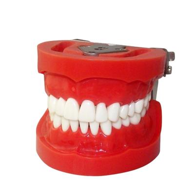 China Durable Typodont Teeth Model Dental Implant Training Plastic Dental Model of Teeth for sale