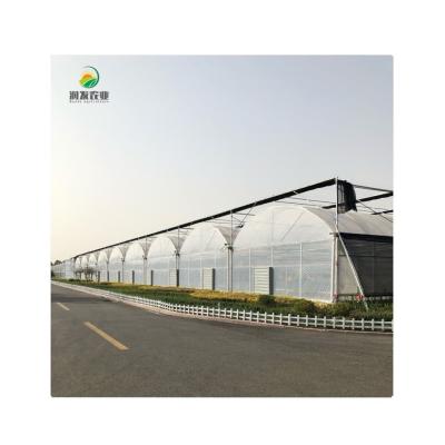 China Commercial Vegetable Growing Greenhouse With Hydroponic Growing System Multi-Span Film Greenhouses for sale