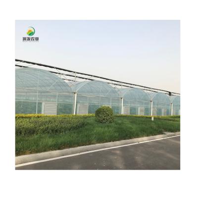 China Greenhouse Equipped 5000m2 Hydroponic Vegetable Growing System Planting Lettuce Multi-span Film Greenhouses For Sale for sale