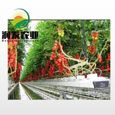 China Various Farms Professional Customized Greenhouse Hydroponics System for sale