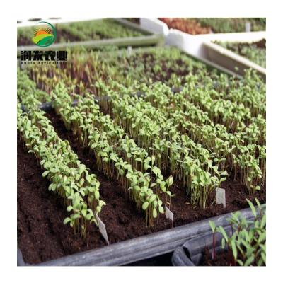 China High Efficient Flooding Tables Hydroponic Fruit Vegetable Flowers Greenhouse And Ebb And Flow Trays Hydroponic Seedlings for sale