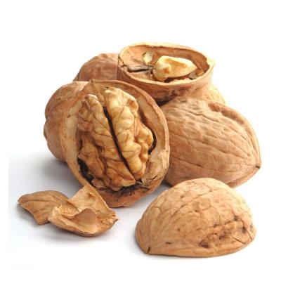 China New design professional dry shell supplier walnut nuts in shell for sale for sale