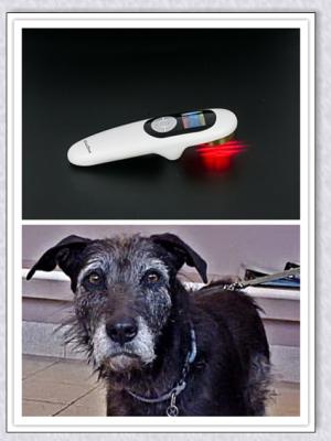 China Cause dor à terapia livre do laser da terapia do laser da luz para os cães terapia physcial de baixo nível do laser ou do animal de estimação à venda