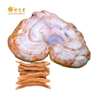 China Dried Ganoderma fruit body for sale Pure Organic Raw Material Health Supplement raw material of cafe Reishi dried mushroom for sale