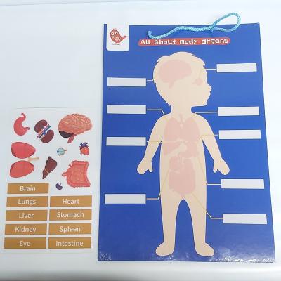 China Sticky sticker ALL ABOUT BODY new hot sell washable reusable TPE TPR sticker wall hanging board for kid play and learn chart custom design STEM for sale