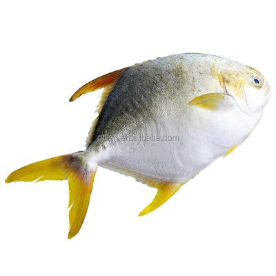 China Wholesale Organic Fresh Frozen Fish Golden Pompano Frozen Golden Pompano / Golden Pompano Fish for sale