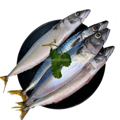 China Organic Fresh Frozen Fish Pacific Mackerel with Best Quality for Sale for sale