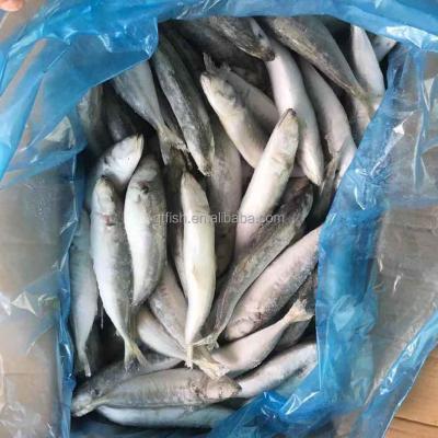 China NATURE round frozen saurels eyes wholesale high quality whole frozen saurels big eyes for sale 20kg for sale