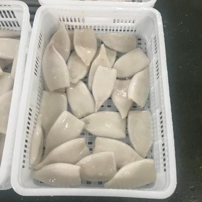 China Nutritious High Quality Whole Cleaned Squid Tubes U3 U5 U8 U10 Frozen Squid Tube Squid For Sale for sale