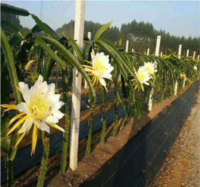 China High quality Eco-freindly 100g/m2 black grass proof fabric for greenhouse in China for sale for sale