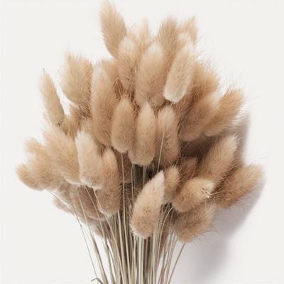 China Fashional Gift Factory Price Bunny Tail Reeds Pin Dried Flower Bouquets and Real Lagurus Natural Pampas Grass for sale